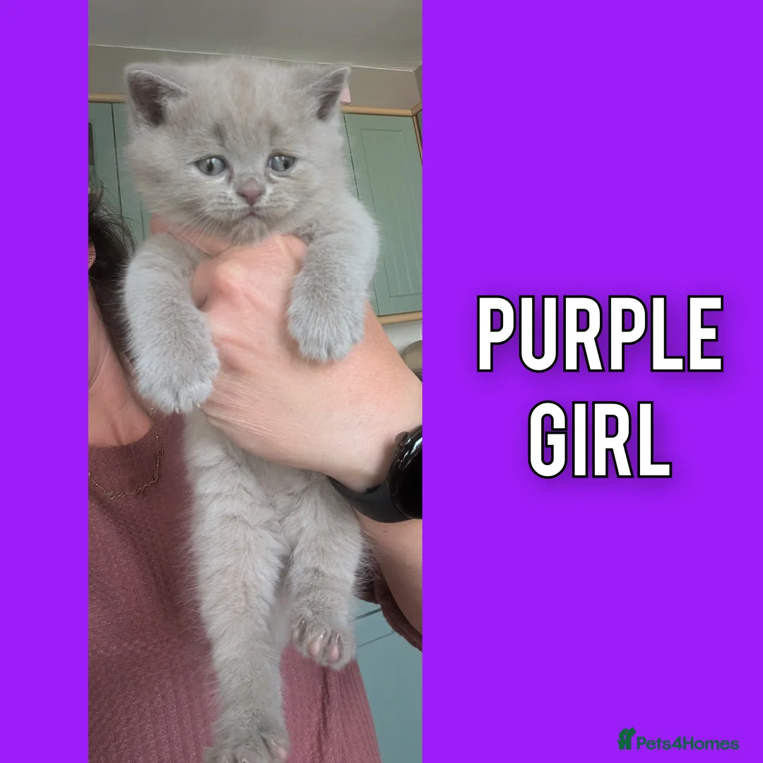 British Shorthair cats for sale: 5 Stunning Lilac Shorthair Kittens For Sale - Advert 2