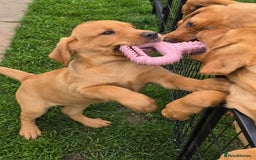 Labrador Retriever dogs for sale: Fully Health Tested KC Fox Red Labrador Puppies in York - Image 6