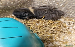 Guinea Pig rodents for sale: 2 male guinea pigs - Image 2