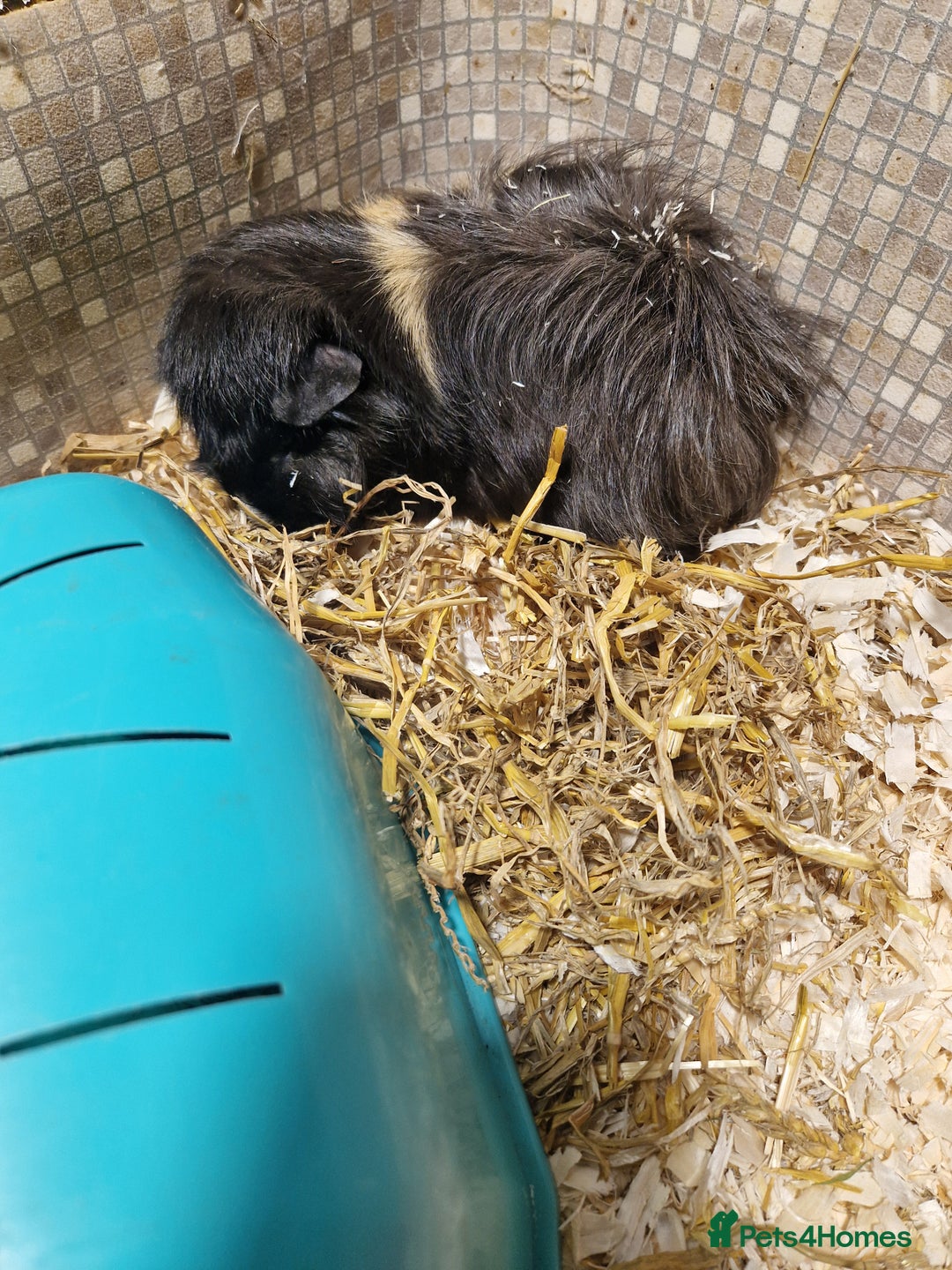 Guinea Pig rodents for sale: 2 male guinea pigs - Image 2