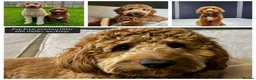 Australian Labradoodle dogs for sale: Health tested Australian Double Doodle  in Lancaster - Advert 11