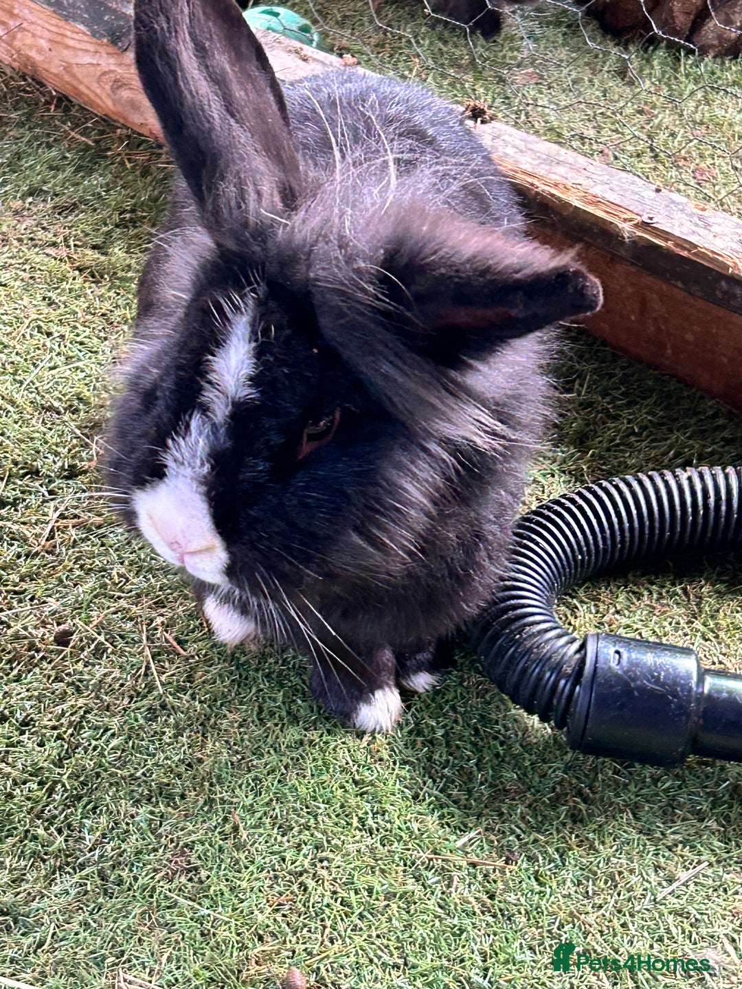 Mixed Breed rabbits for sale: Lionhead/ French giant mixed breed - Advert 5