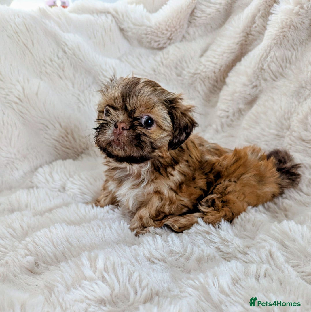 Shih Tzu dogs for sale: Imperial Shitzus - Image 6