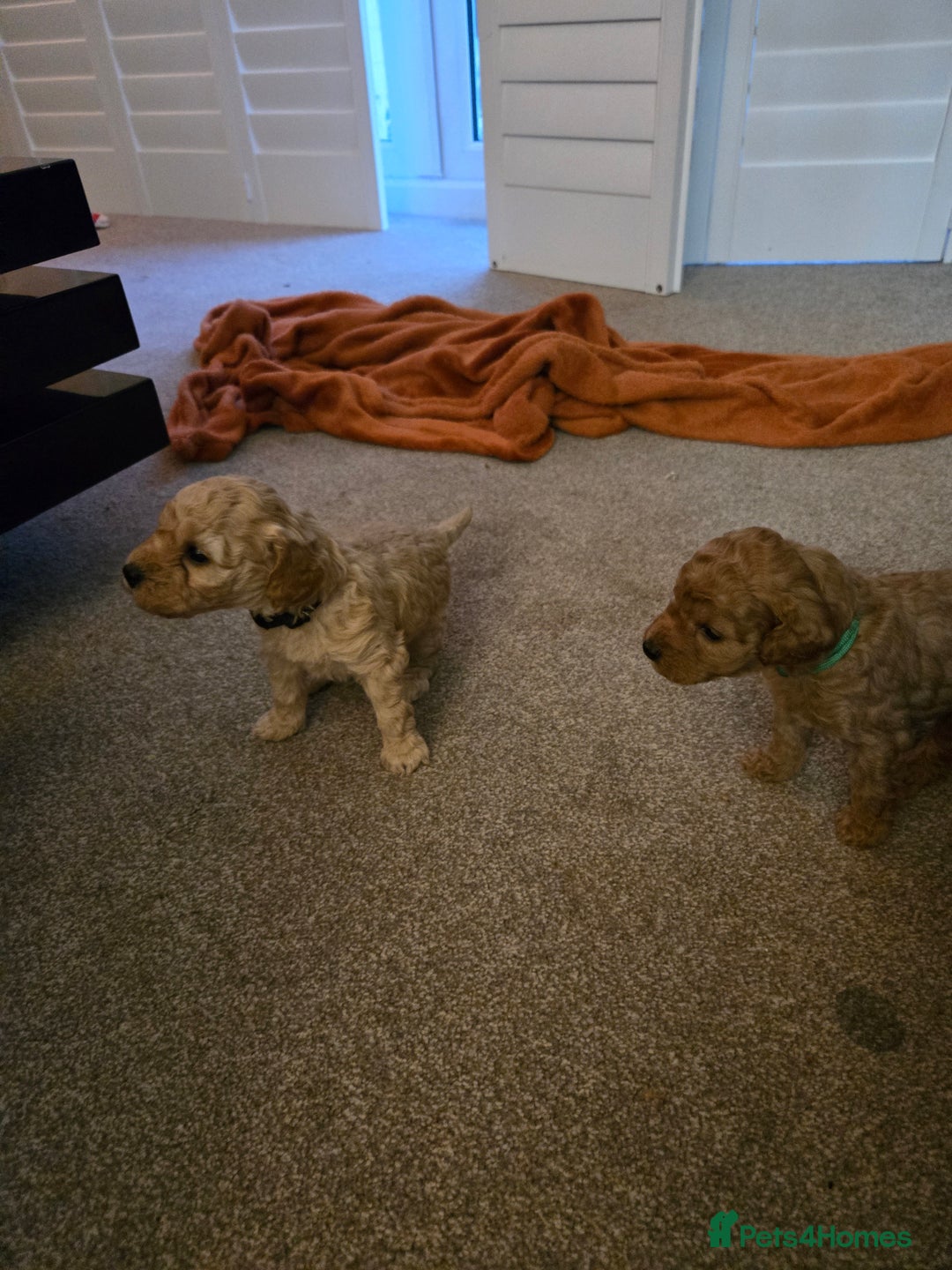 Cockapoo dogs for sale: 6 male Cockapoo puppies. Ready 13th Jan.  - Advert 17