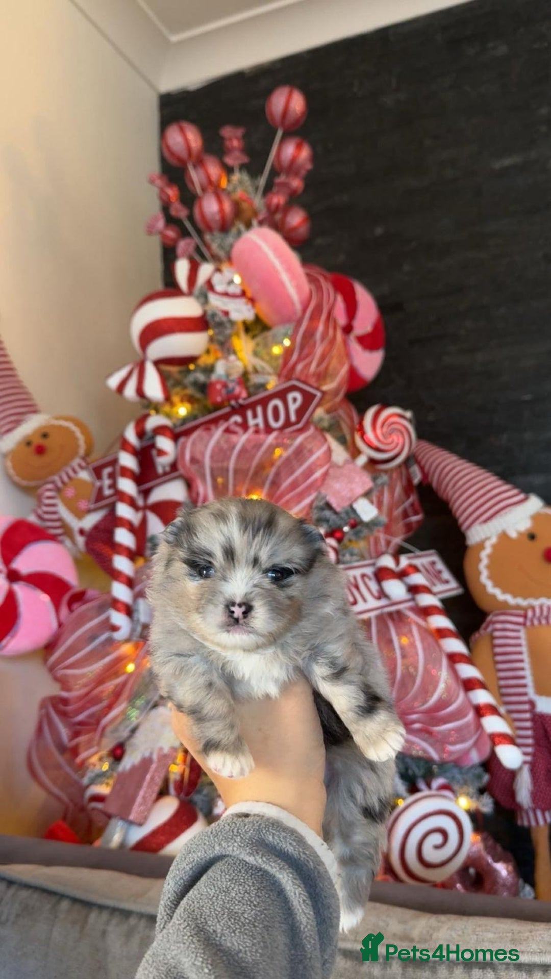 Pomeranian dogs for sale: 2 beautiful boy merle Poms  - Advert 6