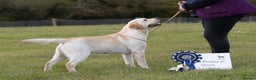 Labrador Retriever dogs for stud: Erik, Full dna health tested, proven stud, KC reg. in Bungay - Advert 4