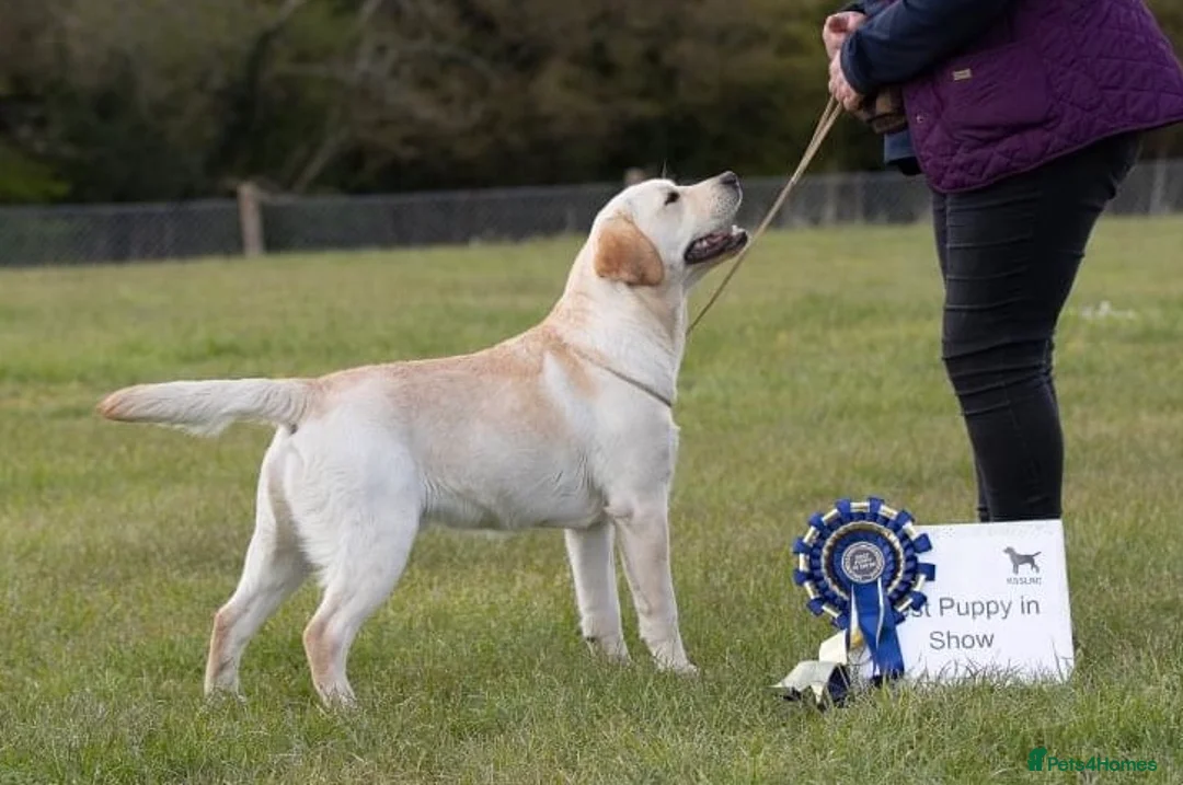 Labrador Retriever dogs for stud: Erik, fully health tested, proven stud, KC reg. in Bungay - Advert 4