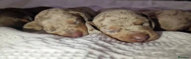 Miniature Dachshund 5