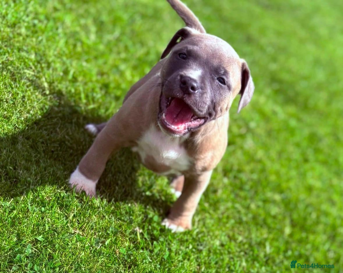 Staffordshire Bull Terrier dogs classical blue staffys kc  - Advert 8