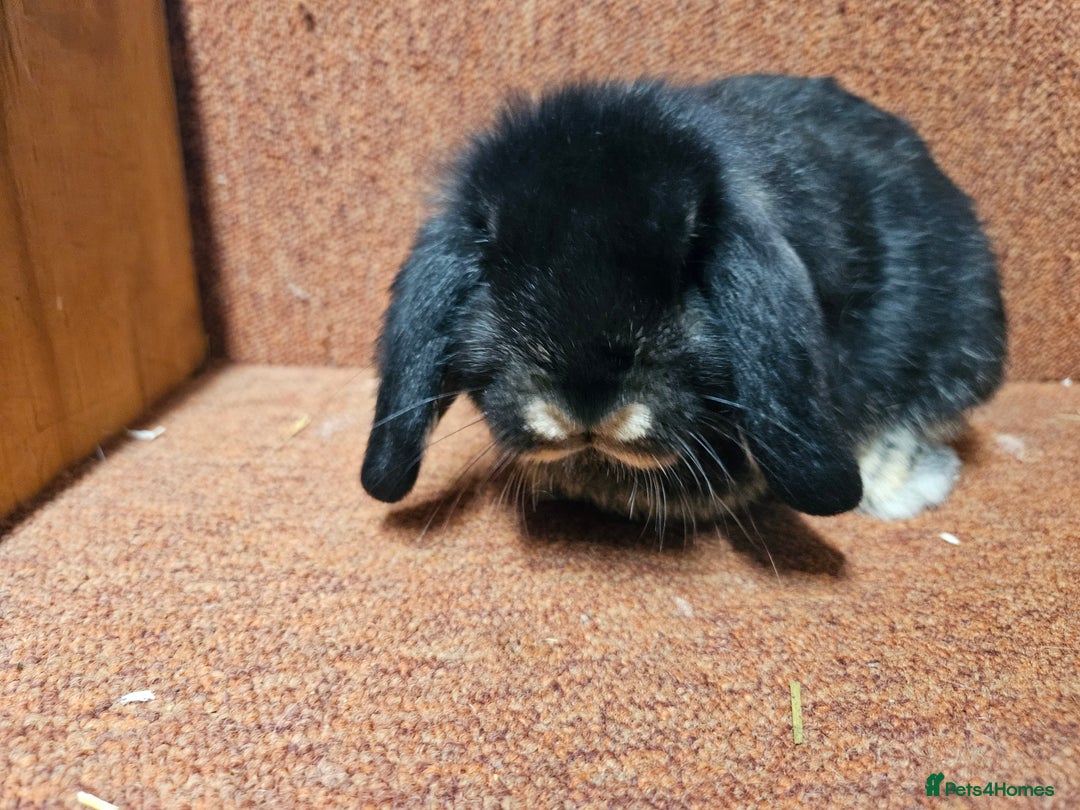 Mini Lop rabbits for sale: Pure mini lop Doe Kit show lines . Vaccinated  - Advert 7
