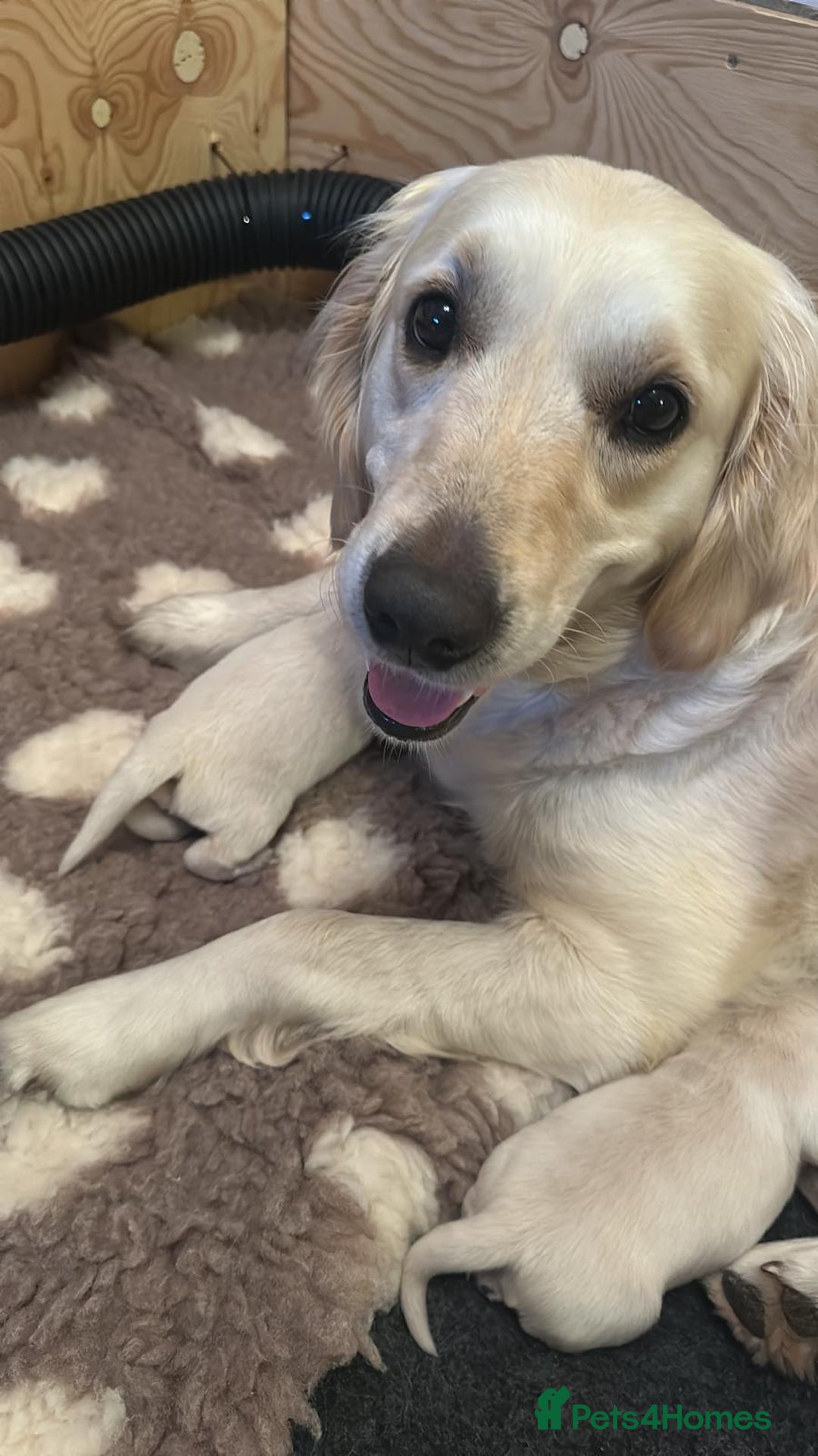 Golden Retriever dogs for sale: Beautiful KC Registered Golden Retriever Puppies - Image 13