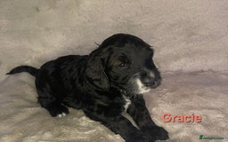 Cockapoo dogs for sale: Adorable cockapoo puppies - Image 7