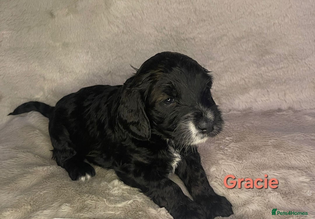 Cockapoo dogs for sale: Adorable cockapoo puppies - Image 7