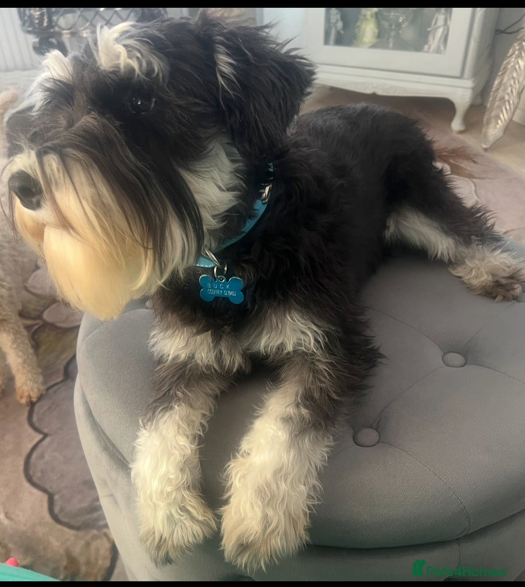 Miniature Schnauzer dogs for sale: 🐾🤎🐶Cavaschnauzer-Pups🐶🤎🐾 - Image 26