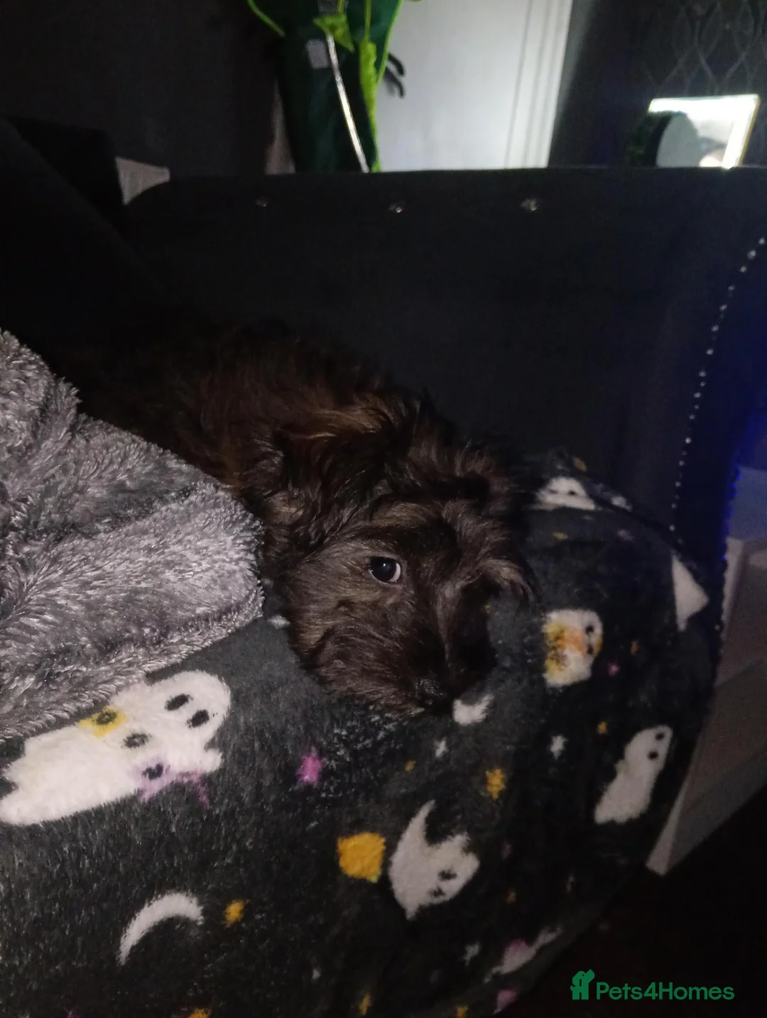 Shorkie dogs for sale: Gorgeous Shorkie girl in Burnley - Advert 2