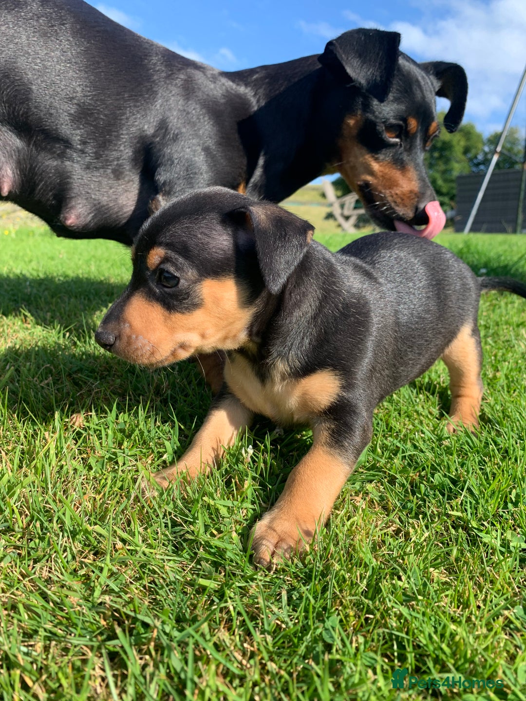 Mixed Breed dogs for sale: miniature pincher / mini jack  - Image 23