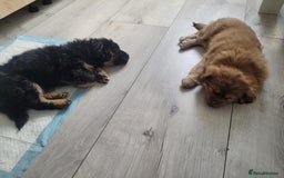 Mixed Breed dogs for sale: Pekingese mix breed puppies  - Advert 19