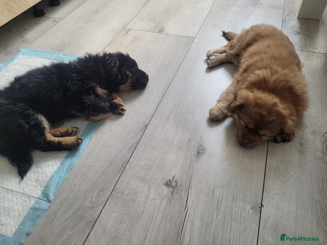 Mixed Breed dogs for sale: Pekingese mix breed puppies  - Advert 19