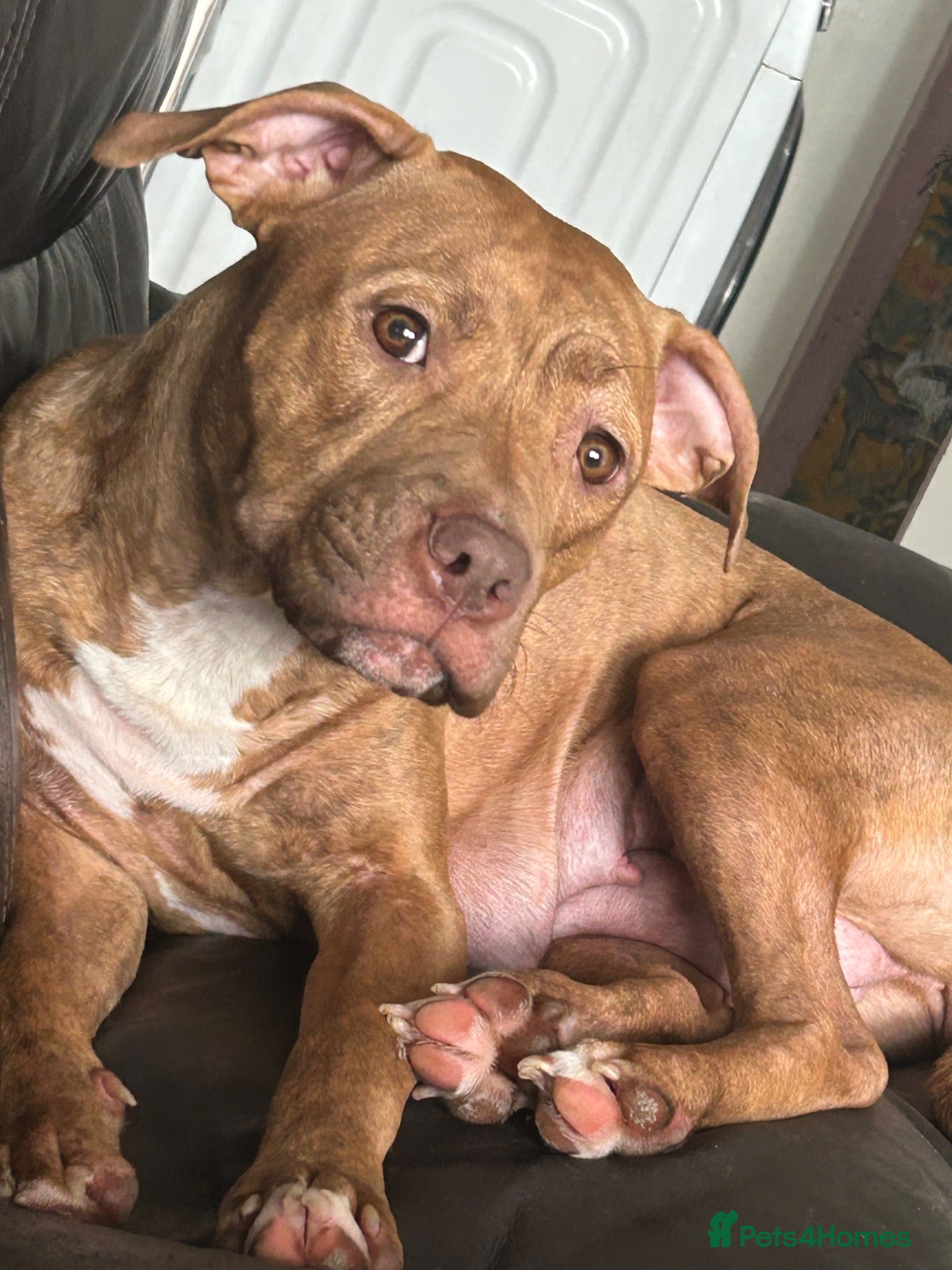Mixed Breed dogs Beautiful pups looking for homes - Advert 1