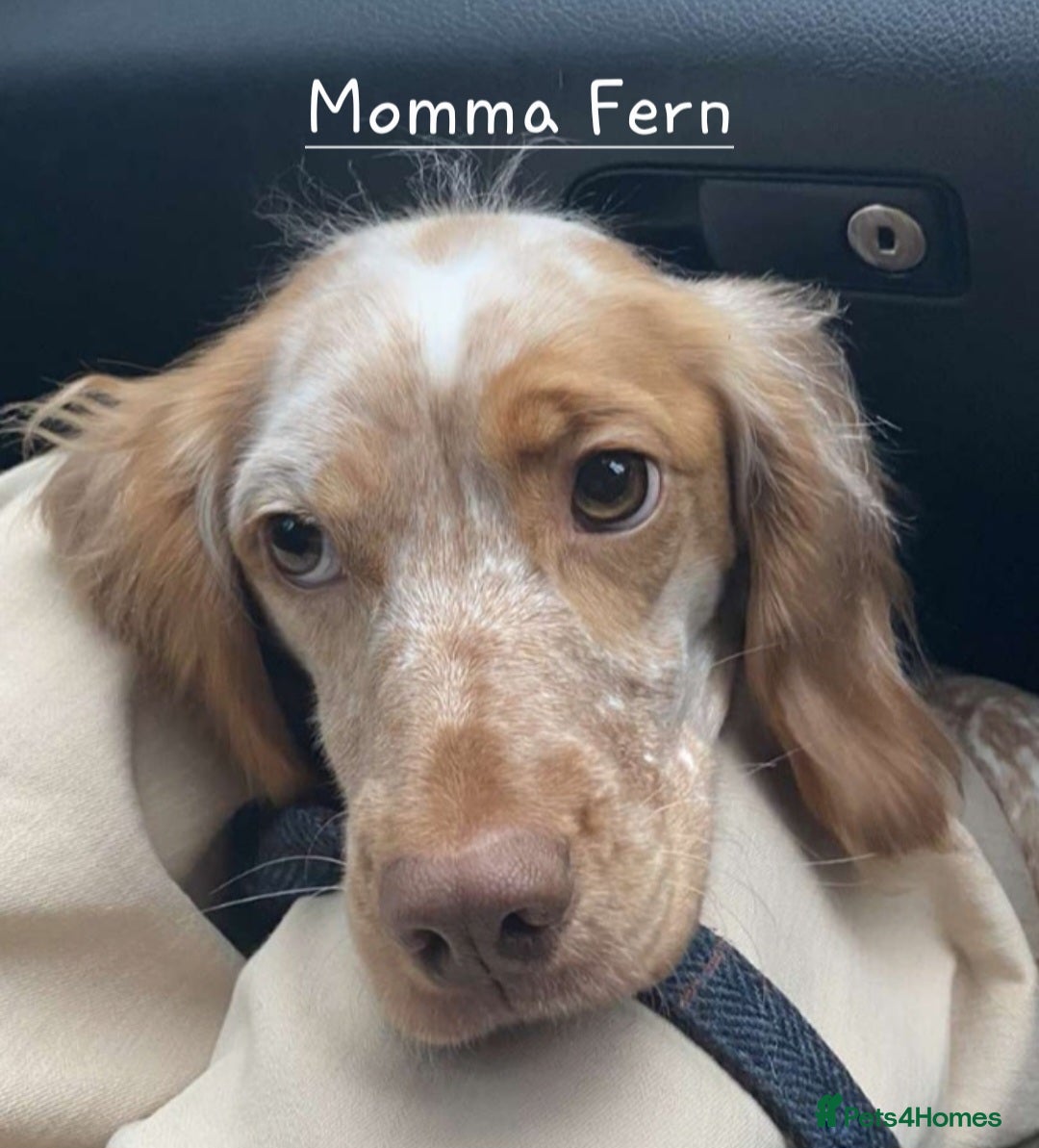 Cocker Spaniel dogs for sale: 4th Generation, Working Cocker Spaniel Puppies  🩵 - Image 12