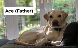 Labrador Retriever dogs for sale: Labrador Retriever Puppies - Image 20