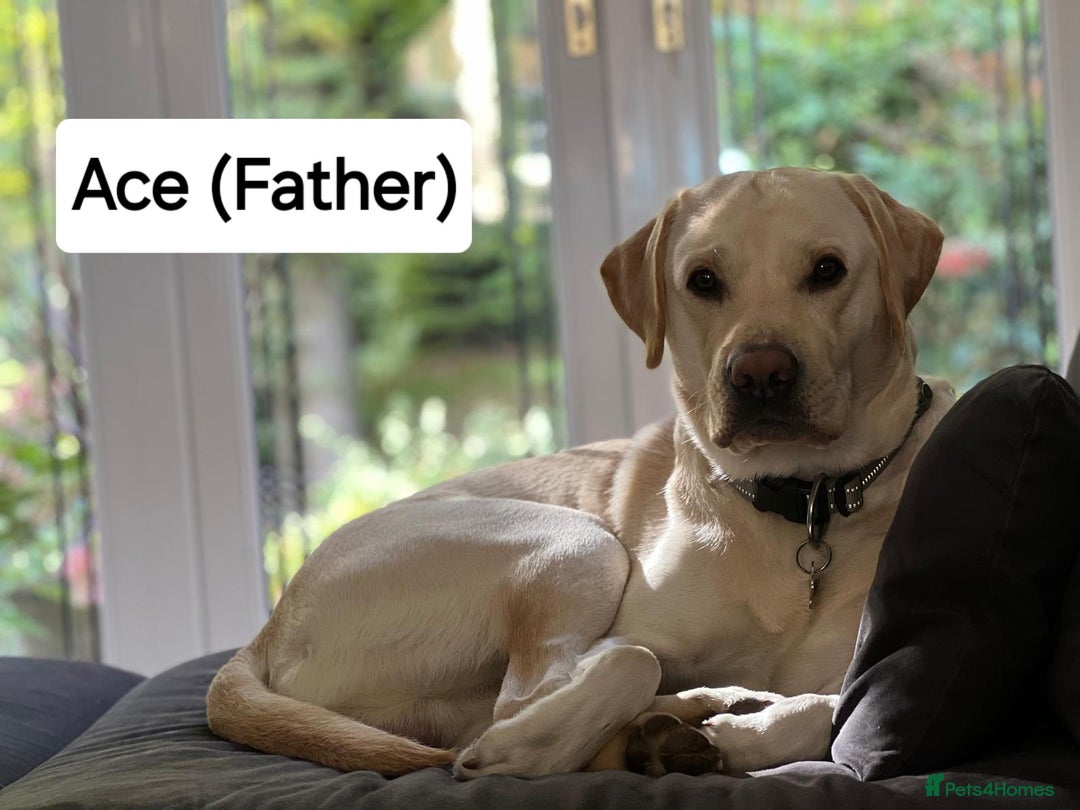 Labrador Retriever dogs for sale: Labrador Retriever Puppies - Image 20