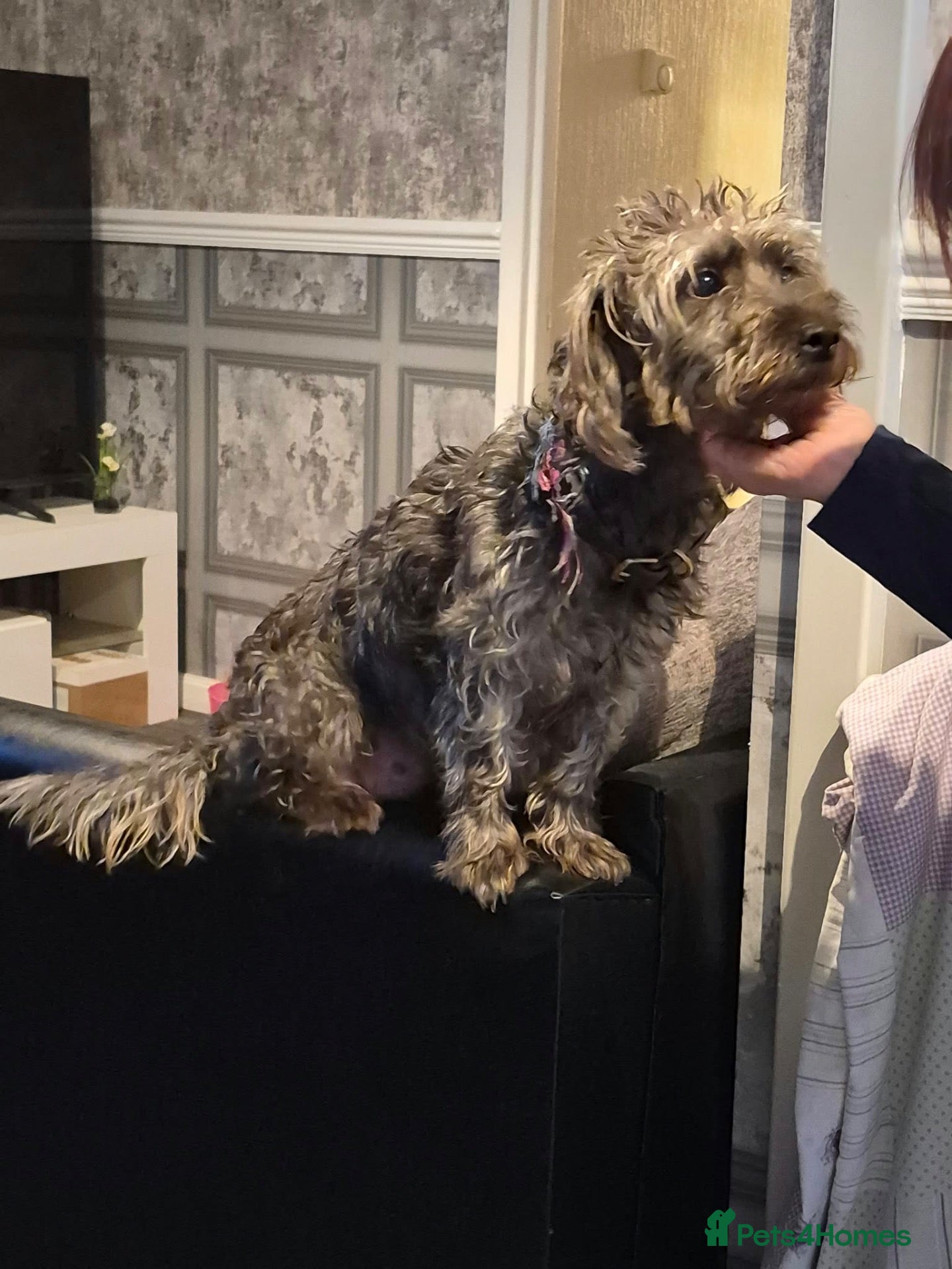 Mixed Breed dogs Gorgeous jackapoo x puppies  - Advert 7