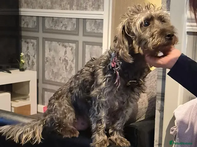 Mixed Breed dogs for sale: Gorgeous jackapoo x puppies - Advert 5