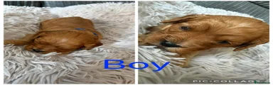 Cavapoo 2