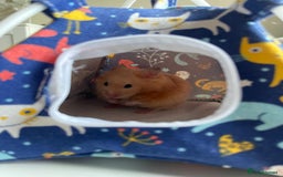 Hamster rodents for sale: Gorgeous male Syrian hamster  - Image 17