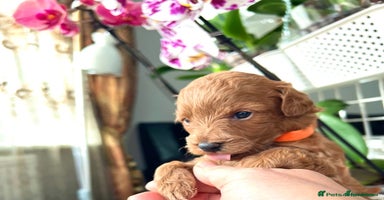 Maltipoo dogs - Advert 2