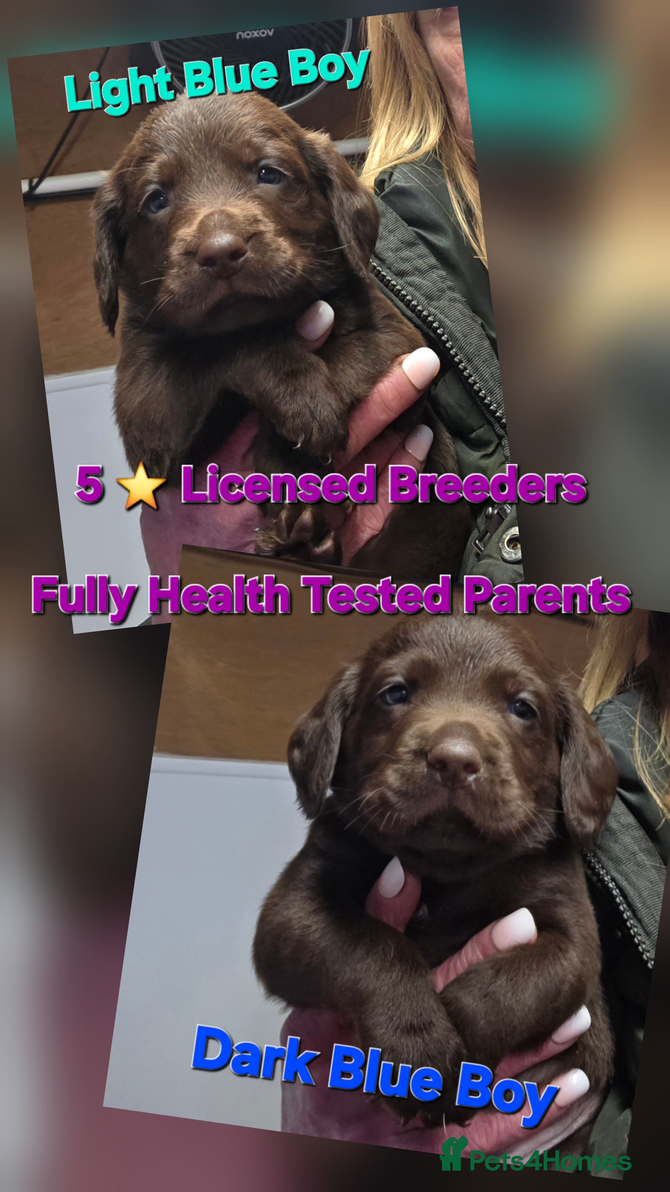 Cockerdor dogs Gorgeous Cockerdor puppies. Health Tested Parents. - Advert 14