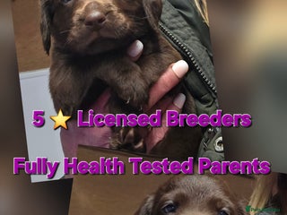 Cockerdor dogs Gorgeous Cockerdor puppies. Health Tested Parents. - Advert 14