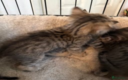 Savannah cats for sale: Beautiful little leopard Savannah  - Advert 6