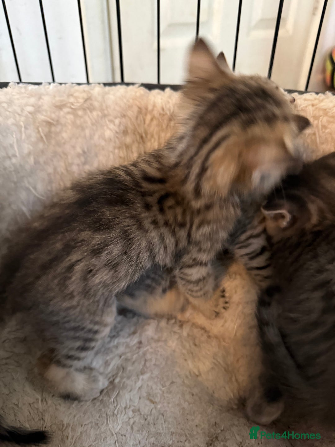 Savannah cats for sale: Beautiful little leopard Savannah  - Advert 6