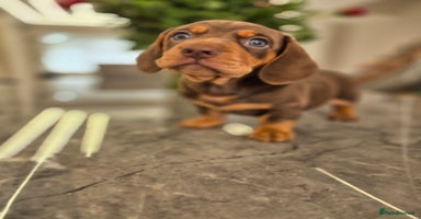 Dachshund dogs - Advert 14