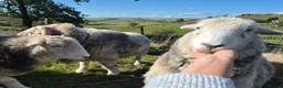 Sheep livestock for sale: Herd of Beautiful Herdwick Sheep - Advert 11