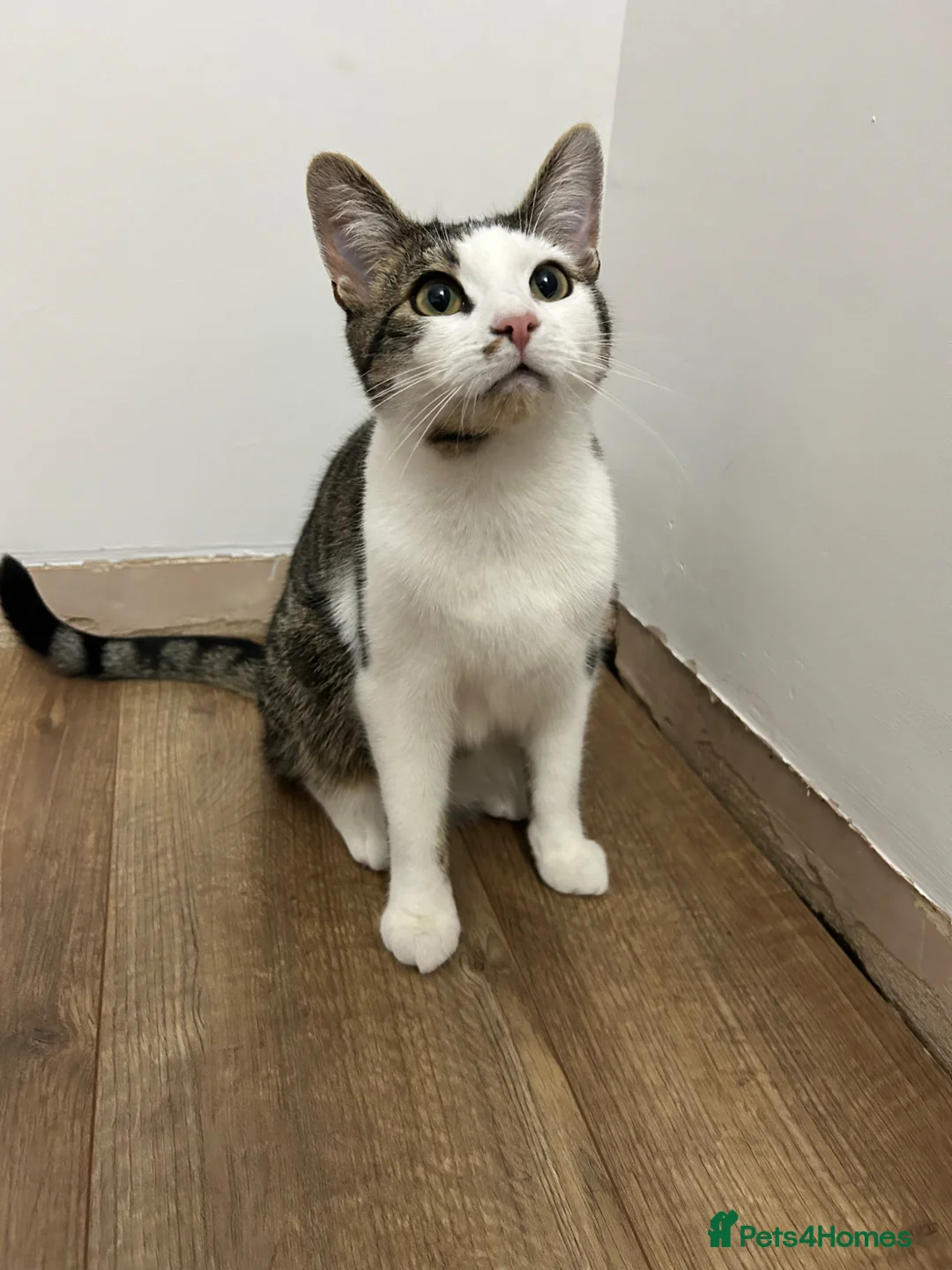 Mixed Breed cats for sale: Siblings cats - Advert 2