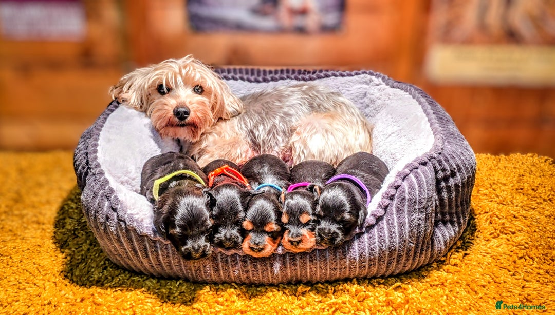 Yorkiepoo dogs for sale: GENUINE F1 YORKIEPOO PUPPIES  - Advert 15