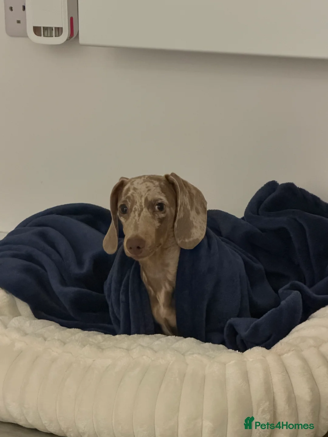 Miniature Dachshund dogs for sale: Male Dapple Miniature Dachshund  - Advert 1
