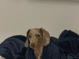 Miniature Dachshund dogs Male Dapple Miniature Dachshund - Advert 1