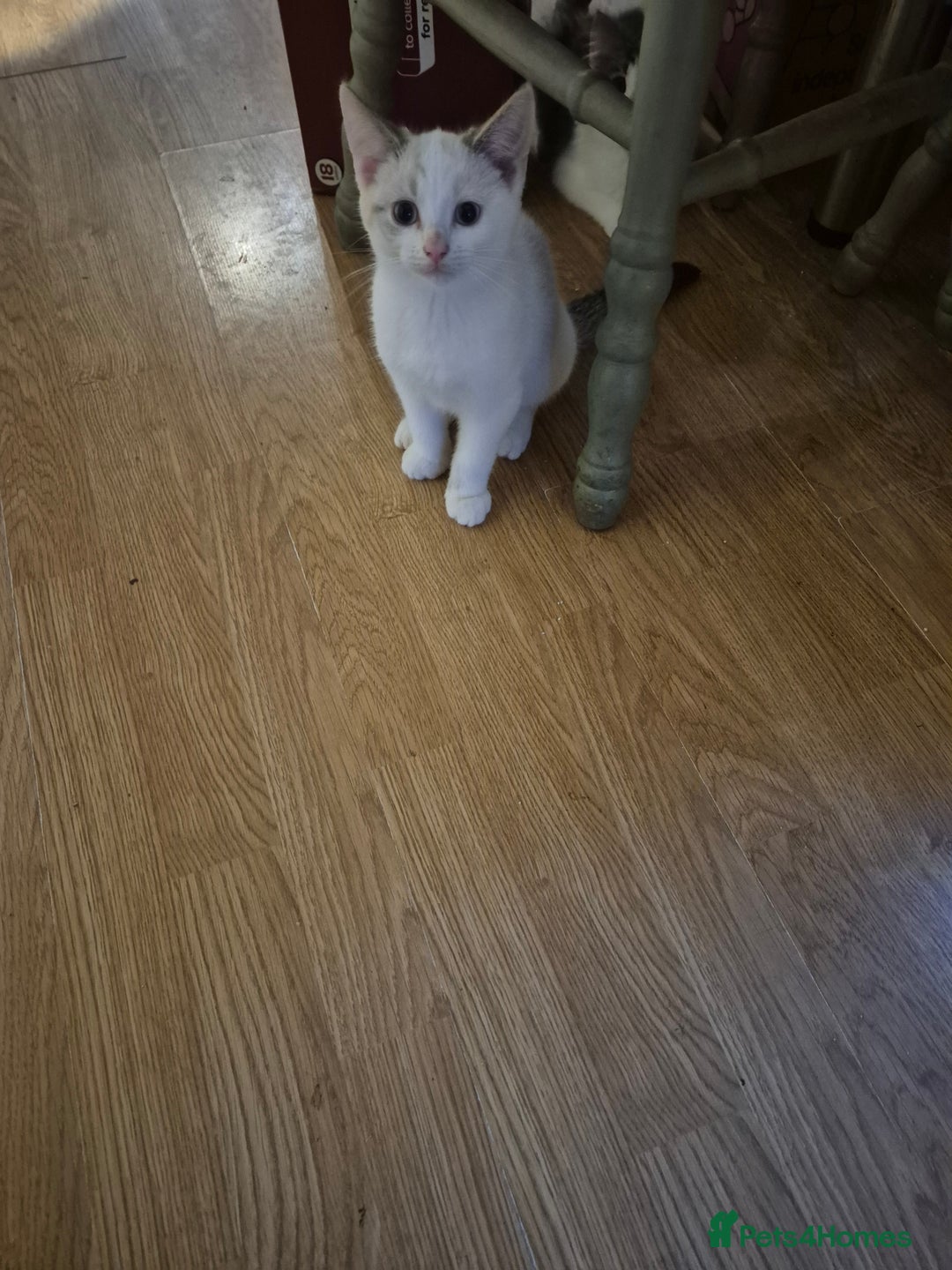 Mixed Breed cats for sale: Kittens for sale - Image 7