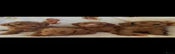 Cavapoo dogs for sale: Red toy cavapoo  - Advert 5