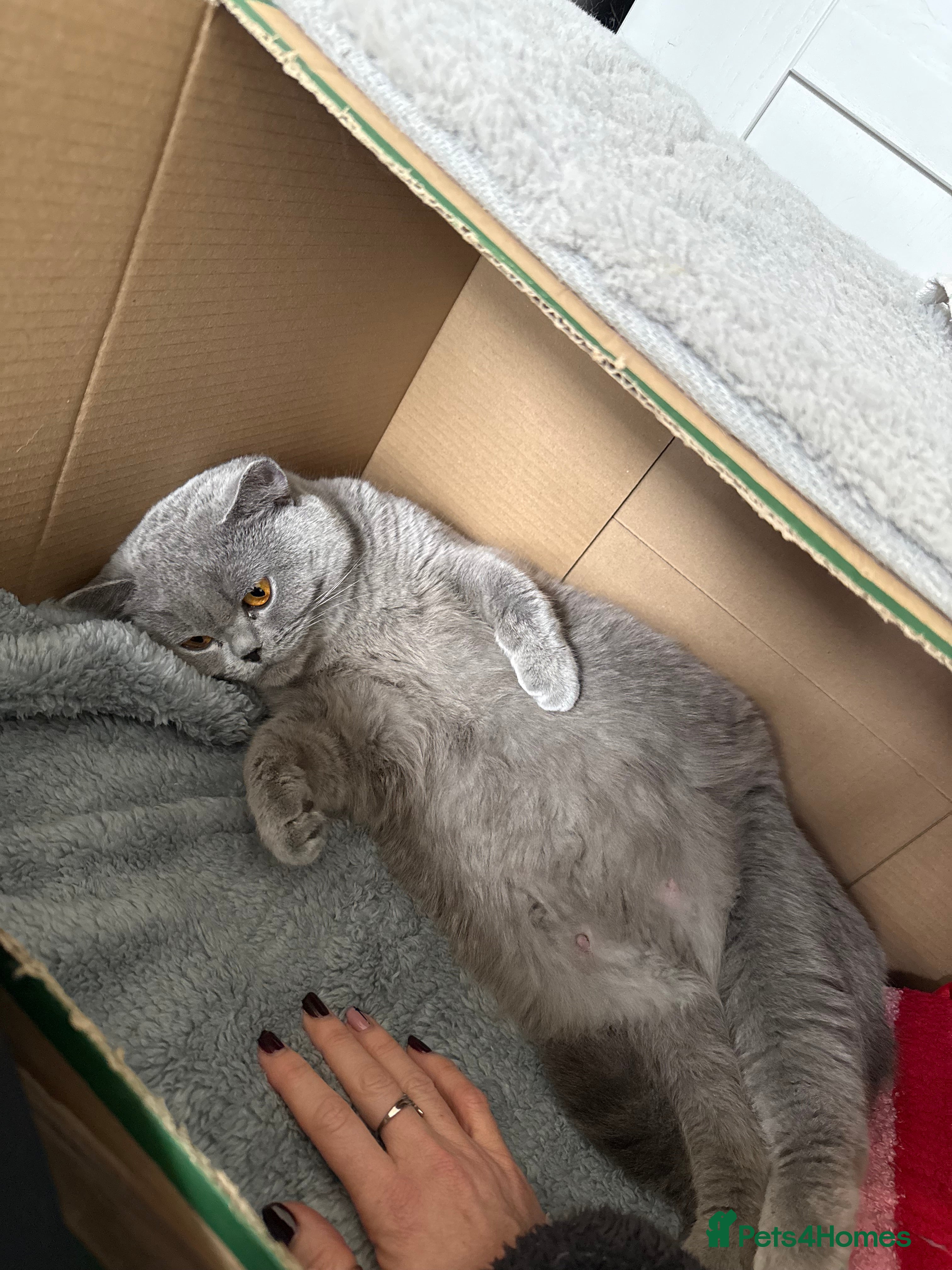 British Shorthair cats Gorgeous chunky bsh blue kittens  - Advert 2