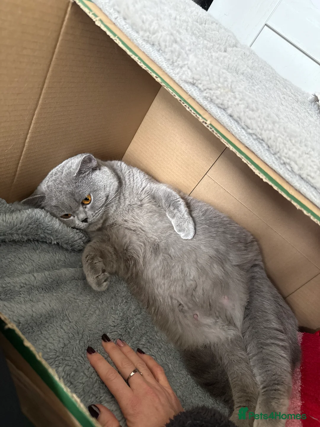 British Shorthair cats for sale: Gorgeous chunky bsh blue kittens  - Advert 2
