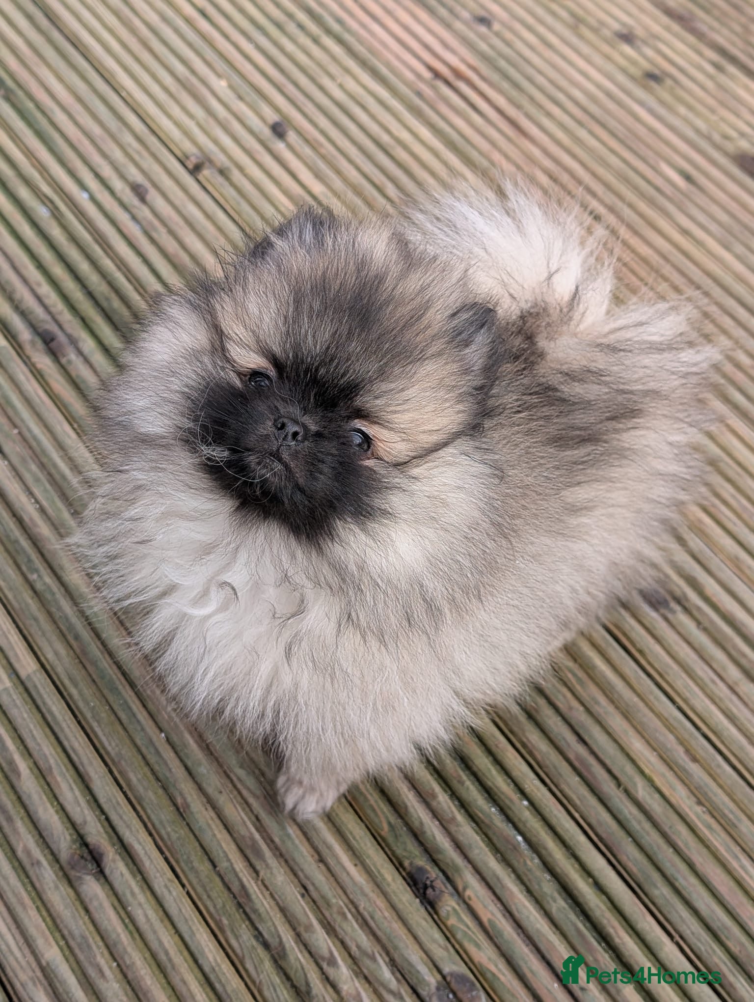 Pomeranian dogs Stunning Male Pomeranians - Advert 4