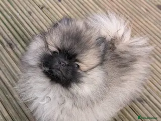 Pomeranian dogs Stunning Male Pomeranians - Advert 4