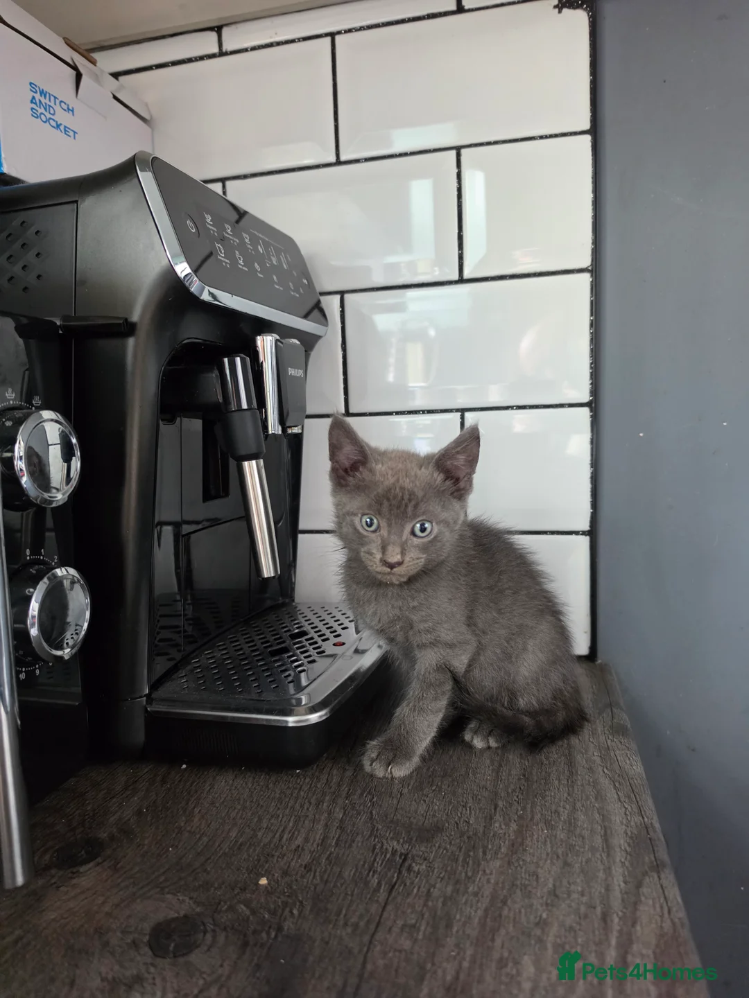 Mixed Breed cats for sale: Russian Blue x Main Coon cross  - Advert 2