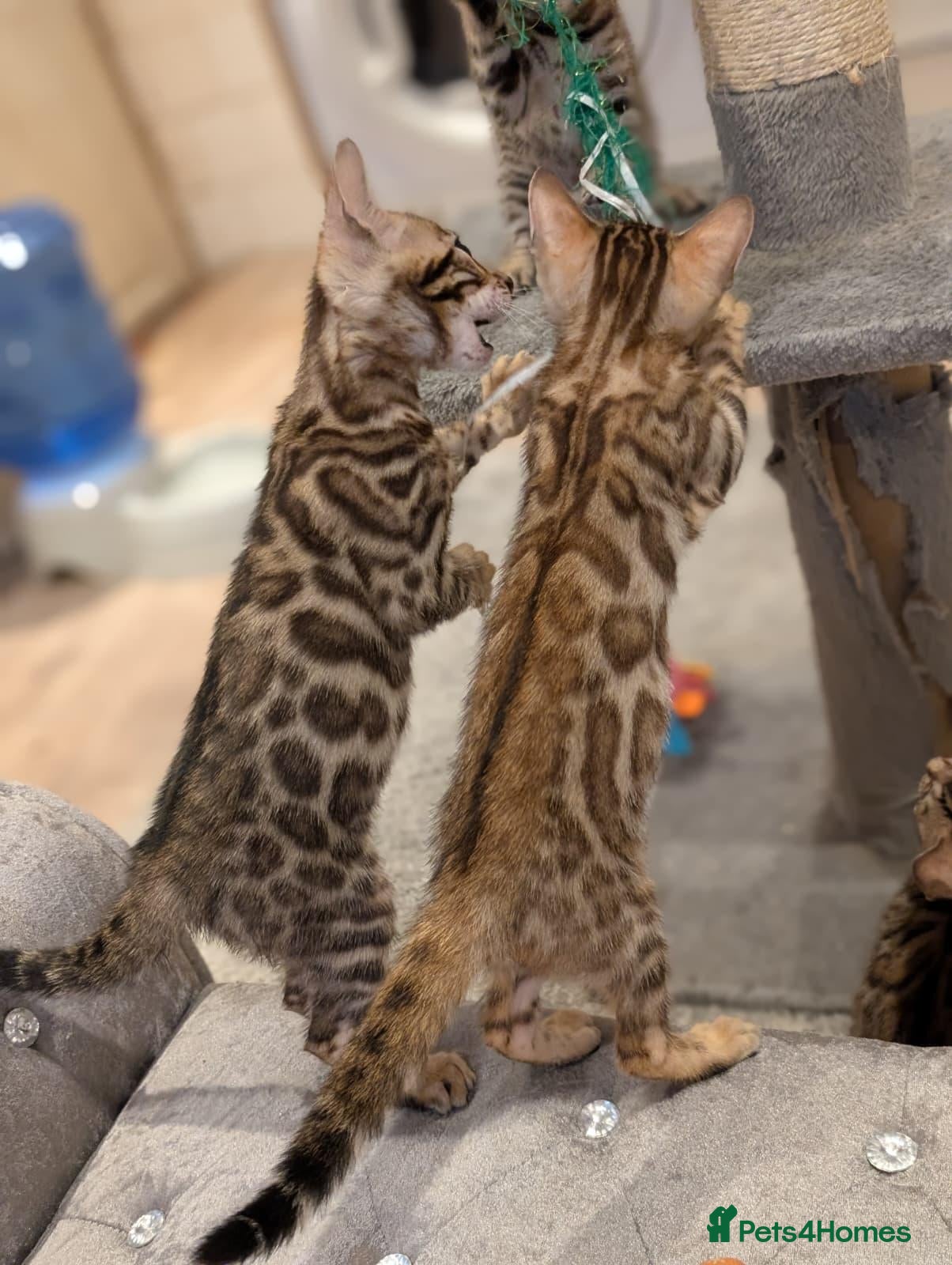 Bengal cats 🔥✨Pedigree TICA-Registered Bengals - Advert 2