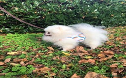 Pomeranian dogs for sale:  Beautiful Pomeranian puppies  - Image 17